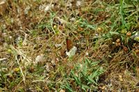 Mélitée orangefarbenes (Melitaea didyma). Klicken, um das Bild zu vergrößern.
