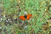 Mélitée orangefarbenes (Melitaea didyma). Klicken, um das Bild zu vergrößern.