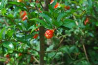 Punique Granatapfelbaum (Punica granatum). Klicken, um das Bild zu vergrößern.