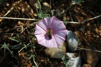 Winde vom Vizcaya (Convolvulus cantabrica). Klicken, um das Bild zu vergrößern.