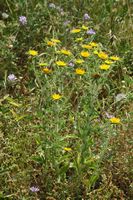 Pallénis dornig (Pallenis spinosa). Klicken, um das Bild zu vergrößern.