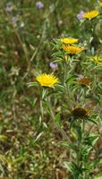 Pallénis dornig (Pallenis spinosa). Klicken, um das Bild zu vergrößern.