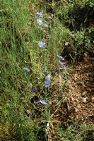 Wilde Endivie (Cichorium intybus). Klicken, um das Bild zu vergrößern.