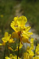 Spanischer Ginster (Spartium junceum). Klicken, um das Bild zu vergrößern.
