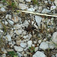 Xylomyia maculata (Xylomyia maculata). Klicken, um das Bild zu vergrößern.
