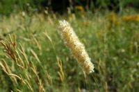 Mélique ciliée (Melica ciliata). Klicken, um das Bild zu vergrößern.