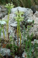 Sédum von Nizza (Sedum sediforme). Klicken, um das Bild zu vergrößern.