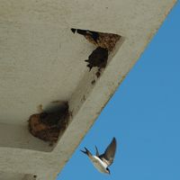 Fensterschwalbe. Klicken, um das Bild zu vergrößern.