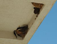 Fensterschwalbe. Klicken, um das Bild zu vergrößern.