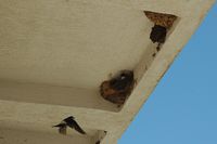Fensterschwalbe. Klicken, um das Bild zu vergrößern.