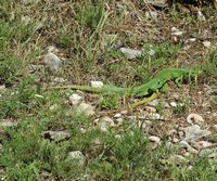 Grüne Eidechse des Balkans. Klicken, um das Bild zu vergrößern.
