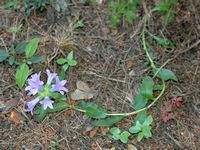 Pflanze, plumbago von Europa, dentelaire von Europa (Plumbago europaea), Insel von Lokrum. Klicken, um das Bild zu vergrößern.