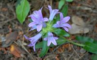 Blume, plumbago von Europa, dentelaire von Europa (Plumbago europaea), Insel von Lokrum. Klicken, um das Bild zu vergrößern.