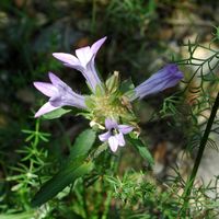Blume, plumbago von Europa, dentelaire von Europa (Plumbago europaea), Insel von Lokrum. Klicken, um das Bild zu vergrößern.