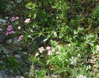 Centaurée kleine Pflanze (Centaurium erythraea), Insel von Lokrum. Klicken, um das Bild zu vergrößern.