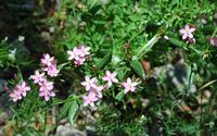 Blumen klein centaurée (Centaurium erythraea), Insel von Lokrum. Klicken, um das Bild zu vergrößern.