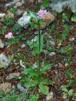Blumen klein centaurée (Centaurium erythraea), Inseln Élaphites. Klicken, um das Bild zu vergrößern.