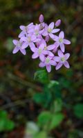 Blumen klein centaurée (Centaurium erythraea), Inseln Élaphites. Klicken, um das Bild zu vergrößern.