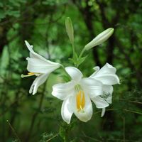Lilie weiß (Lilium candidum), Insel von Mljet. Klicken, um das Bild zu vergrößern.