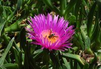 Ficoïde essbares (Carpobrotus edulis). Klicken, um das Bild zu vergrößern.