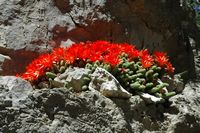 Gurkenkaktus (Chamaecereus sylvestris). Klicken, um das Bild zu vergrößern.