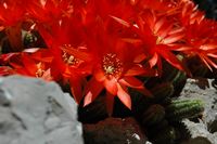 Gurkenkaktus (Chamaecereus sylvestris). Klicken, um das Bild zu vergrößern.