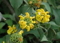 Salbe von Jerusalem (Phlomis fruticosa), Berg Srd. Klicken, um das Bild zu vergrößern.