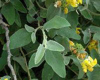 Salbe von Jerusalem (Phlomis fruticosa), Berg Srd. Klicken, um das Bild zu vergrößern.