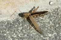 Zu identifizierende Heuschrecke, sipan. Klicken, um das Bild zu vergrößern.