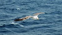 Möwe. Klicken, um das Bild zu vergrößern.