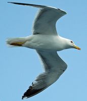 Versilberte Möwe (Larus argentatus). Klicken, um das Bild zu vergrößern.