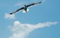 Möwe im Kanal von Hvar. Klicken, um das Bild zu vergrößern.