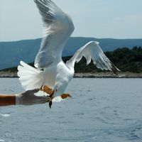 Möwe im Kanal von Hvar. Klicken, um das Bild zu vergrößern.