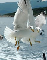 Möwe im Kanal von Hvar. Klicken, um das Bild zu vergrößern.