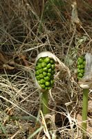 Arum von Italien, gouet von Italien (Arum italicum). Klicken, um das Bild zu vergrößern.