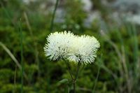 Pigamon (Thalictrum sp.). Klicken, um das Bild zu vergrößern.