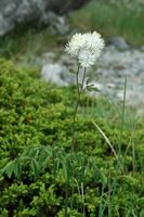 Pigamon (Thalictrum sp.). Klicken, um das Bild zu vergrößern.