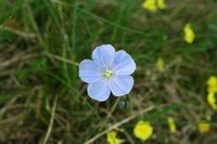 Lein von Narbonne (Linum narbonense). Klicken, um das Bild zu vergrößern.
