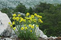Schötterich falsch-Goldlack (Erysimum sp.). Klicken, um das Bild zu vergrößern.