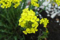 Schötterich falsch-Goldlack (Erysimum sp.). Klicken, um das Bild zu vergrößern.