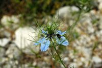 Nigelle von Damaskus (Nigella damascena). Klicken, um das Bild zu vergrößern.
