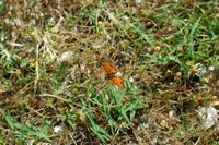 Mélitée orangefarbenes (Melitaea didyma). Klicken, um das Bild zu vergrößern.