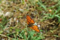 Mélitée orangefarbenes (Melitaea didyma). Klicken, um das Bild zu vergrößern.