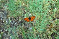 Mélitée orangefarbenes (Melitaea didyma). Klicken, um das Bild zu vergrößern.