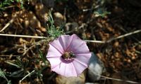 Winde vom Vizcaya (Convolvulus cantabrica). Klicken, um das Bild zu vergrößern.