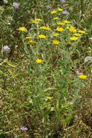 Pallénis dornig (Pallenis spinosa). Klicken, um das Bild zu vergrößern.
