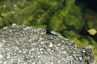 Fahlrote Libelle (Libellula fulva) am Rand Cetina. Klicken, um das Bild zu vergrößern.
