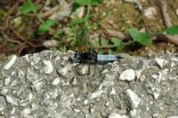 Fahlrote Libelle (Libellula fulva) am Rand Cetina. Klicken, um das Bild zu vergrößern.