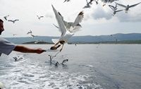 Seagulls in the channel of Hvar. Click to enlarge the image.