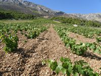 L'île de Hvar en Croatie. Vignes sur la côte sud de l'île de Hvar (auteur Danilo Tic). Cliquer pour agrandir l'image.